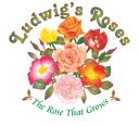 Ludwig's Star Roses logo